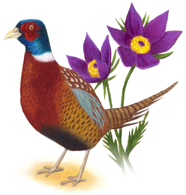 State Bird And Flower Of South Dakota